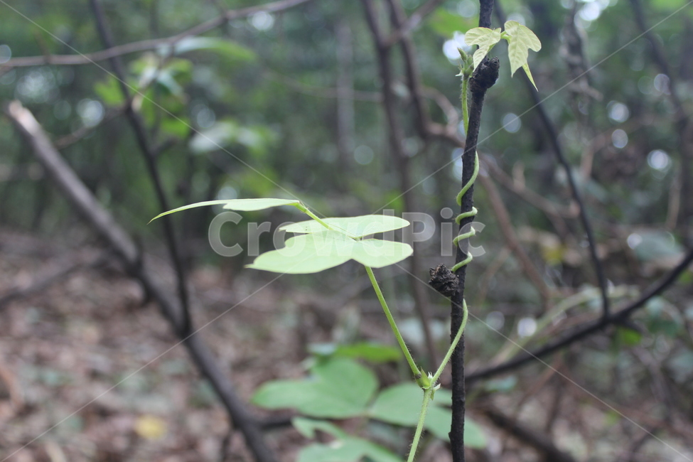 plant,식물,leaf,잎,green,식물,자연,plants,nature