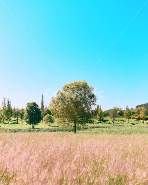 뮬리,핑크뮬리,정원,색대비,가을정원,가을,숲과자연,field,grassland,outdoors,grass,자연,식물,plant,nature