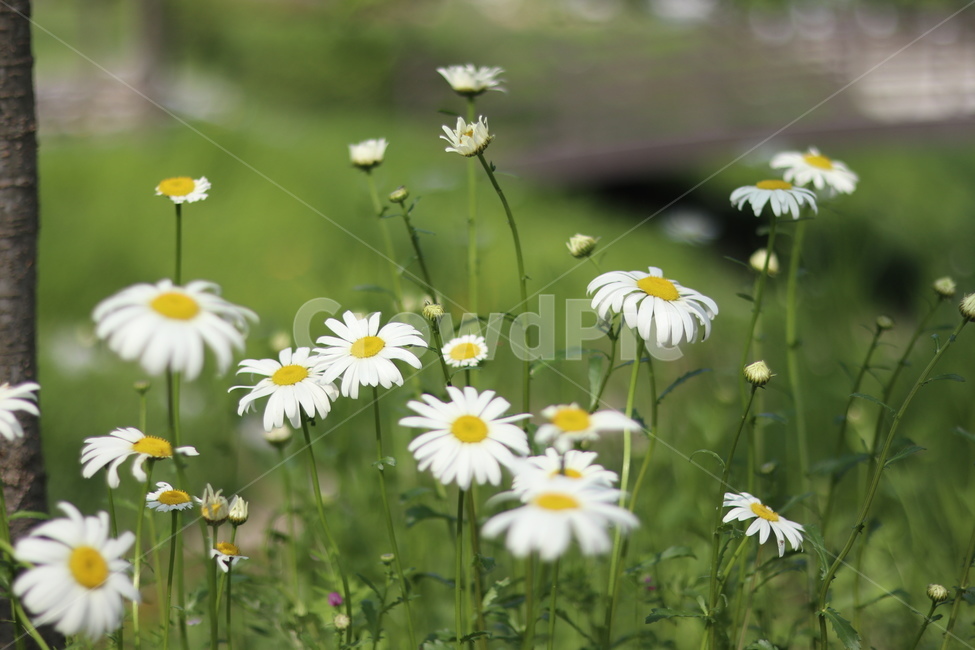 샤스타데이지,흰색,냇가,봄,빛,봄,계절,spring,season,식물,자연,plants,nature,꽃,flower,plant,daisy,데이지,daisies,blossom