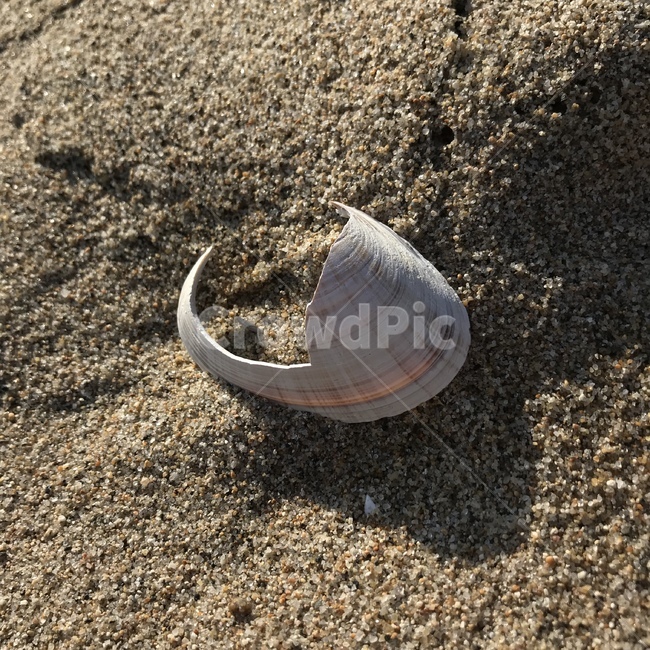 모래,sand,조개껍질,조개,seashelll