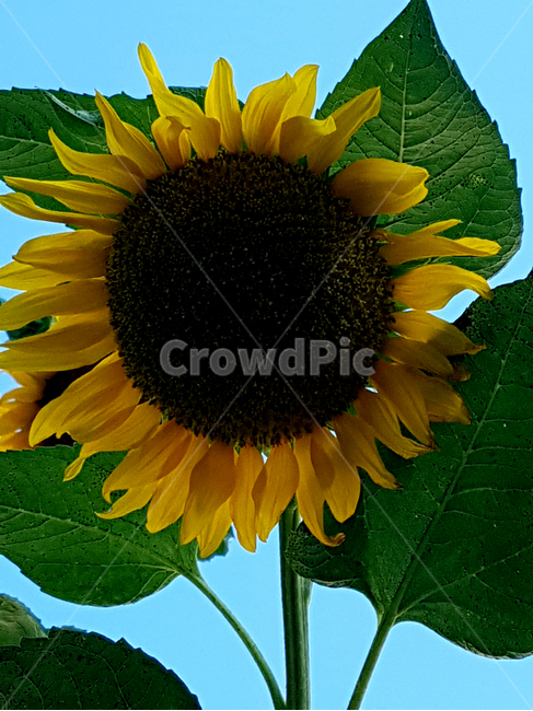 plant,식물,blossom,꽃,flower,해바라기,sunflower,식물,자연,plants,nature,꽃,flower