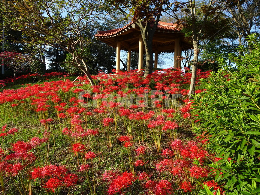 꽃,꽃무릇,상사화,산,봉대산,백일홍,빨강,분홍,자연,풍경,nature,landscape,식물,plants,꽃,flower