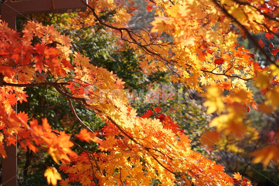 가을,단풍,풍경,빛,빨강,plant,식물,leaf,잎,tree,나무,maple