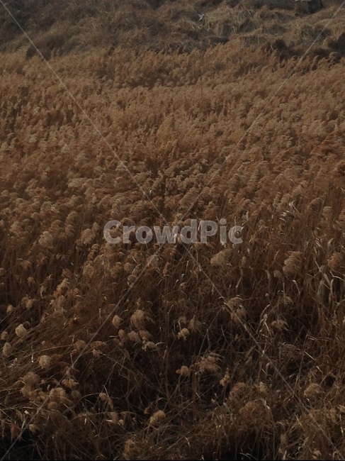 갈대,가을,바람,저녁,갈대밭,갈앳잎,가을,계절,fall,autumn,season,자연,풍경,nature,landscape,plant,식물,grass,잔디,lawn