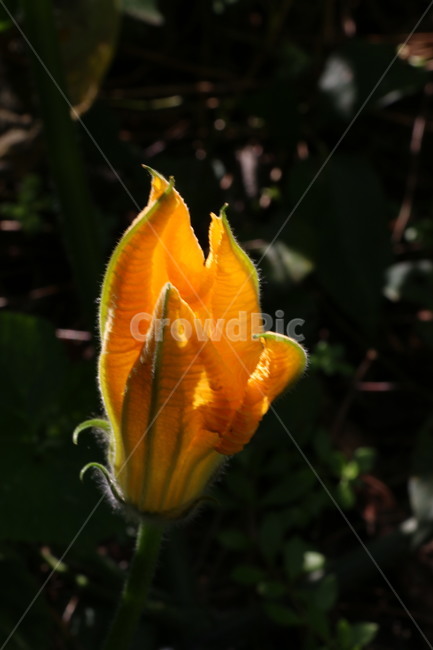 호박꽃,노란색,호박,햇빛,오렌지색,식물,자연,plants,nature,꽃,flower