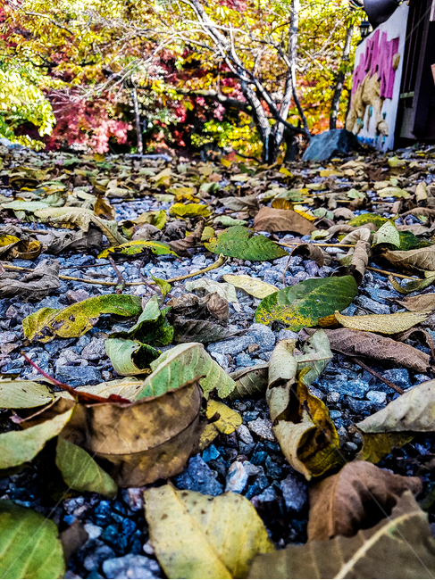 plant,낙엽,식물,leaf,잎,가을,fall,가을,계절,fall,autumn,season,ground,바닥,rubble,파편