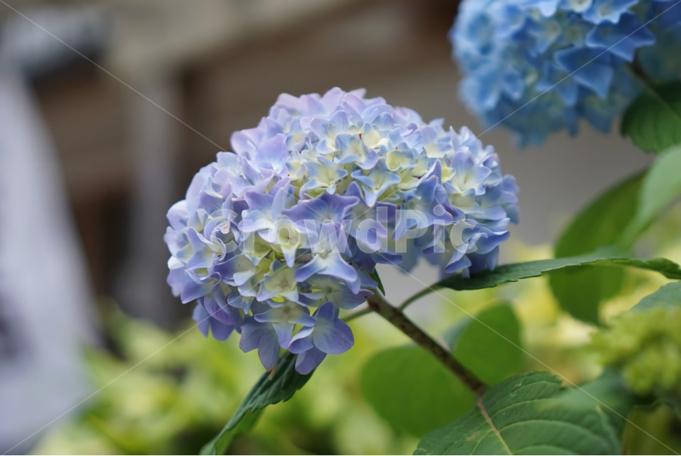 수국,꽃,식물,자연,flower,수국꽃