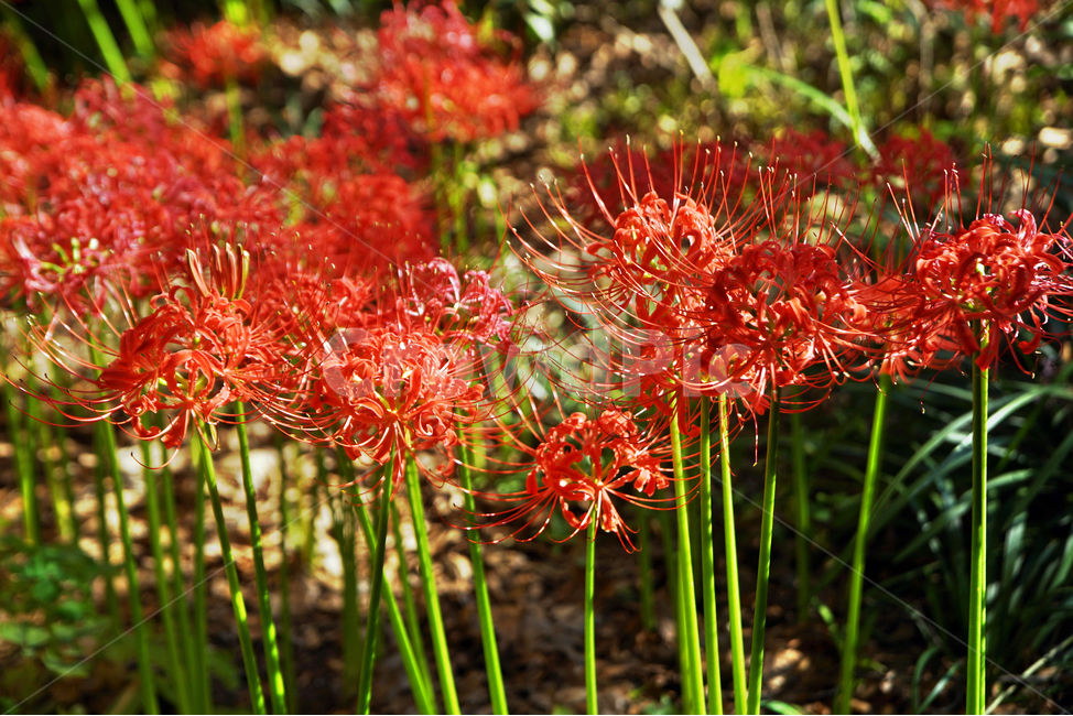 꽃무릇,상사화류,석산,독무릇,산오독,산두초,redspiderlily,가을,빨간꽃,수선화과,식물,화단용,꽃꽂이용,식물,자연,plants,nature,꽃,flower