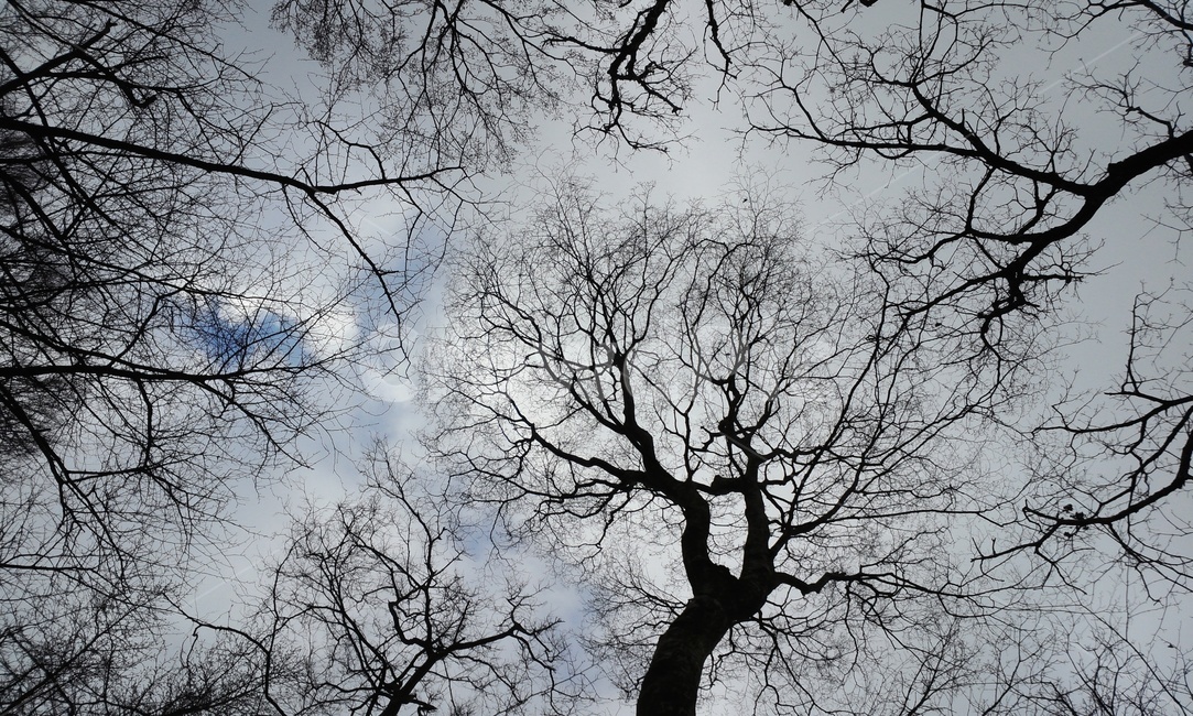 나무줄기,나무,plant,tree,treetrunk,겨울나무,나무,trees,wood