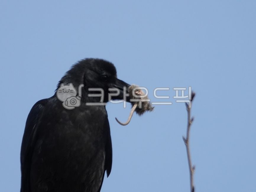 큰부리까마귀,까마귀,검정,먹이사냥,bird,새,동물,animal