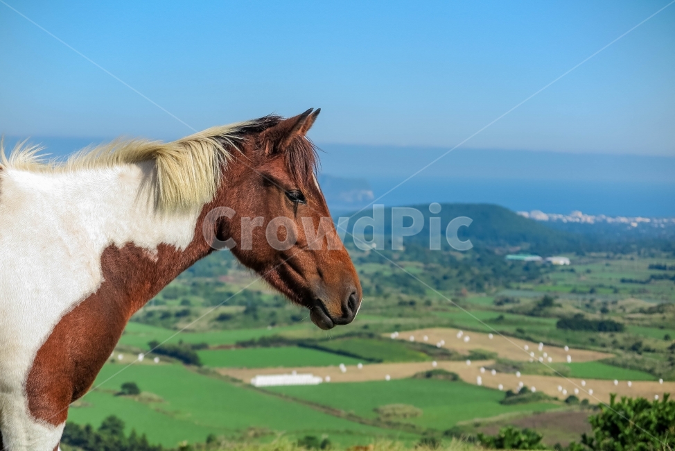 풍경,말,색감,하늘,감성,동물,animal,포유류,mammal