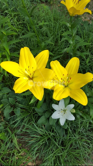 자연,식물,꽃,싱그러운,힐링,초록이,yellow,햇살,식물,자연,plants,nature,꽃,flower