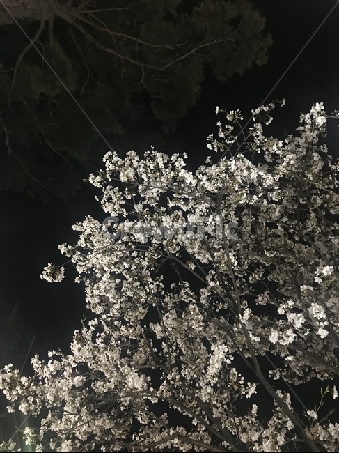 벚꽃,봄,풍경,밤풍경,꽃,봄,계절,spring,season,야경,밤,풍경,nightscape,night,landscape,식물,자연,plants,nature,꽃,flower,plant,cherry blossom,blossom