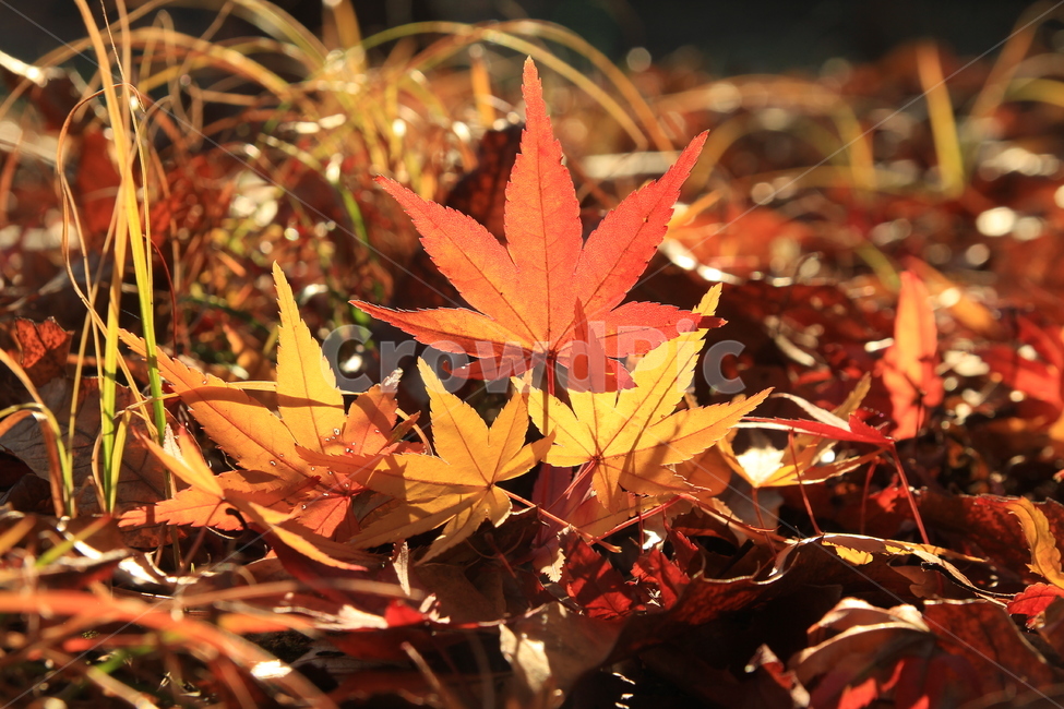 단풍잎,곱다,길가에서,감성,쓸쓸함,가을,계절,fall,autumn,season,자연,풍경,nature,landscape,plant,식물,leaf,잎,tree,나무