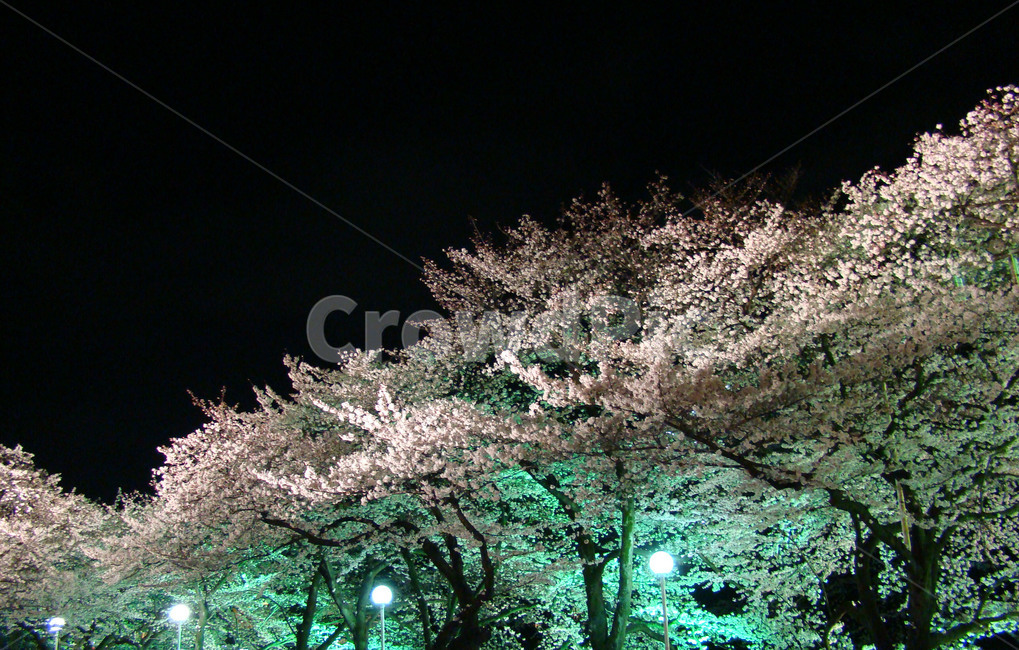 벛꽃,사쿠라,야경,꽃,꽃놀이,봄,계절,spring,season,야경,밤,풍경,nightscape,night,landscape,plant,식물,blossom,flower