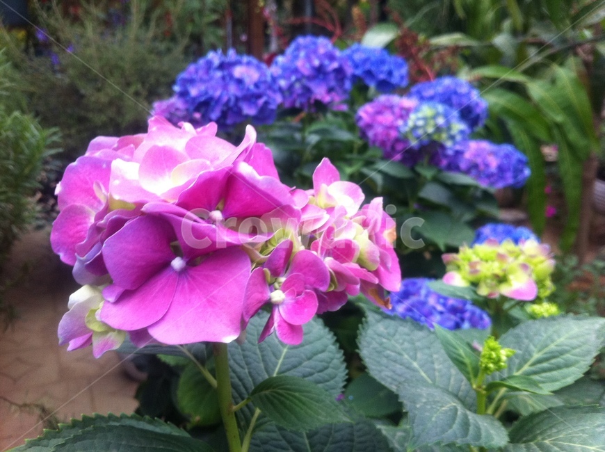 수국,hydrangea,flower,purple,endlesssummerhydrangea