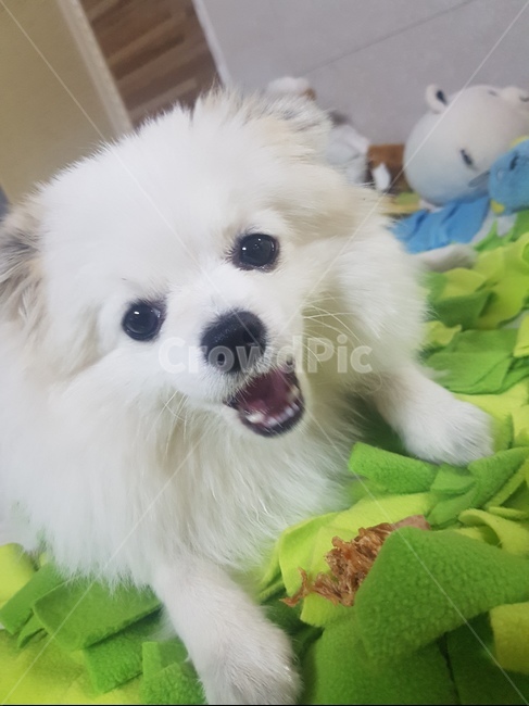 반려견,애완견,반려동물,동물,귀여움,강아지,개,잠,강아지잠,강아지웃음,동물,animal,포유류,mammal,개,강아지,dog,doggy