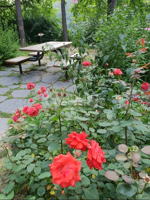 꽃,식물,자연,힐링,flower,다홍,숲,벤치,휴식,식물,자연,plants,nature,꽃,flower