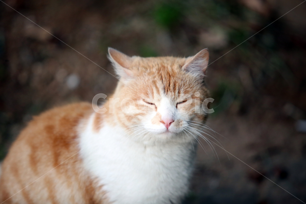 동물,고양이,사색,길고양이,생각,동물,animal,포유류,mammal,고양이,cat,kitten,kitty