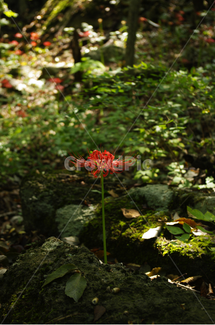꽃,flower,꽃무릇,식물,color,red,식물,자연,plants,nature,꽃,flower