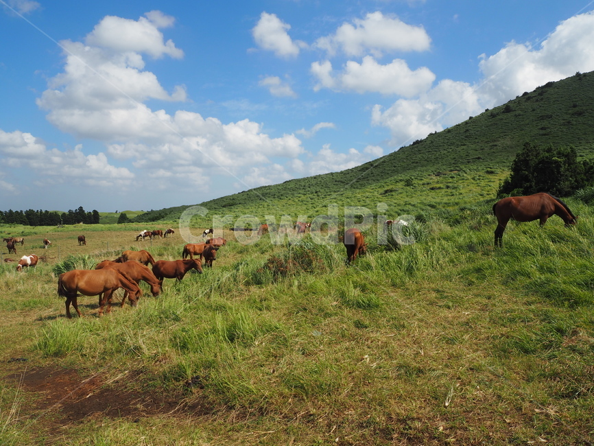 제주도,오름,말,풍경,녹색,동물,animal,포유류,mammal,산업,industry,industrial,목축업,목장,livestock farming,ranching,pasture