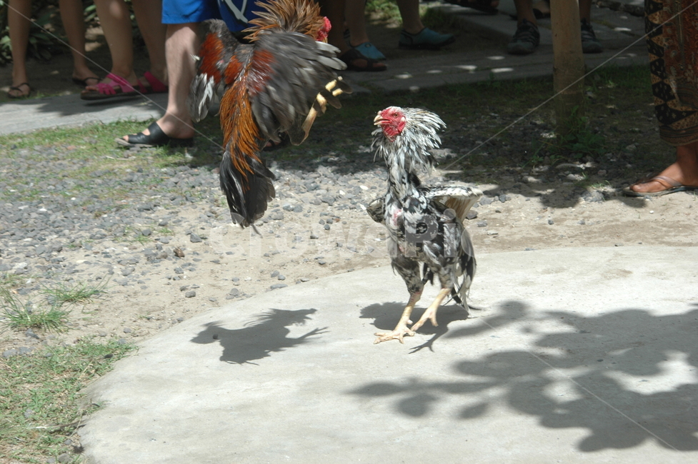 닭싸움,animal,동물,bird,새,치킨,chicken,가금류,수탉,한국전통,한국문화,korean traditional,korean culture,동물,animal,조류,새,birds