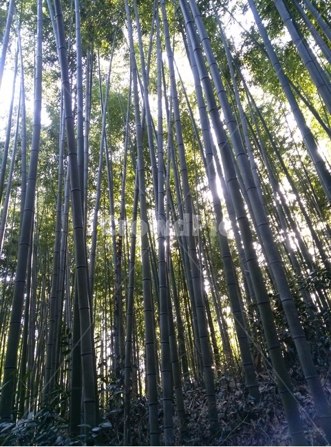 대나무,죽녹원,자연,담양,대나무숲,휴식,nature,힐링,초록,편안한,풍경