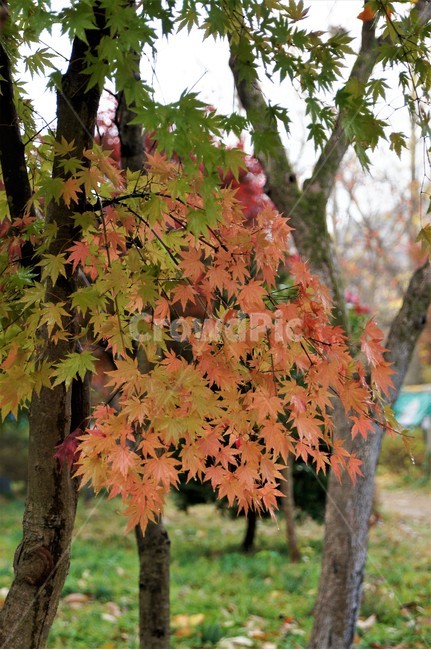 가을,단풍,낙엽,나무,풍경,계절,식물,숲속,단풍잎,단풍나무,초록색,노란색,붉은색,season,autumn,nature,fall,trees,green,red,yellow,자연풍경,감성,가을,계절,fall,autumn,season,식물,자연,plants,nature,leaf,잎,plant,tree,maple