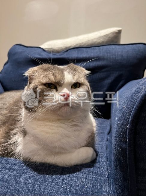 couch,furniture,가구,고양이,스코티쉬폴드,cat