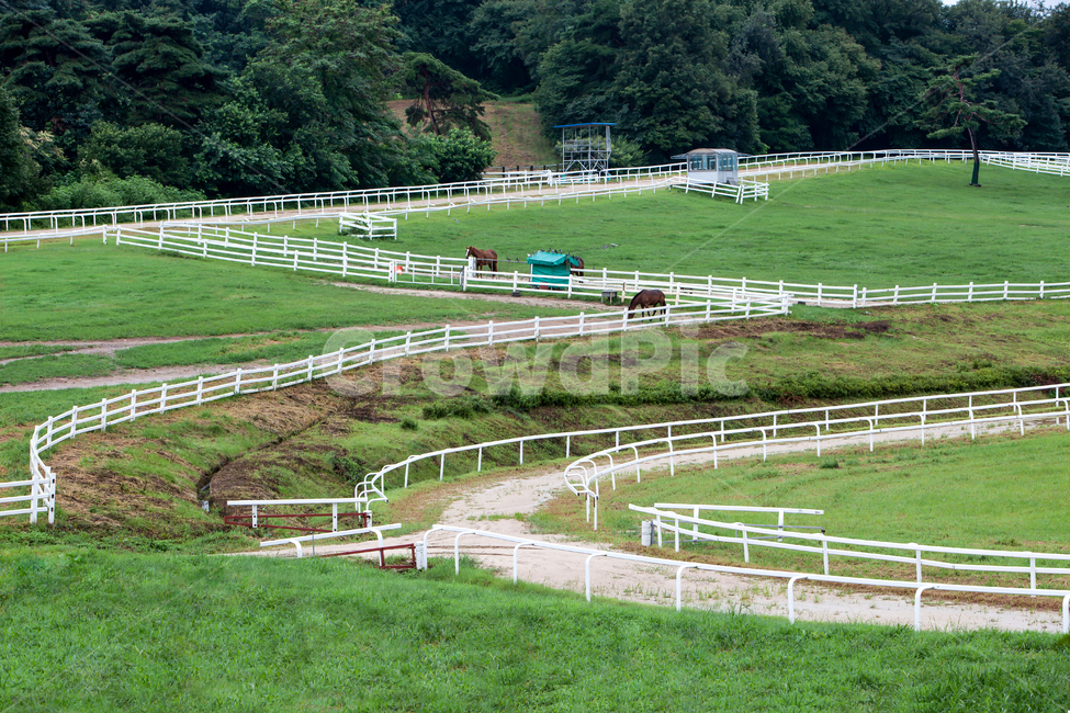 field,들,nature,자연,outdoors,옥외,grassland,목초지,풍경,배경,백그라운드,울타리,녹색,말,동물,경주마,풀,풀밭,마로,식물,목책,산,그린,농장,팜,원당종마목장,종마목장,목장,목축업,목장,livestock farming,ranching,pasture