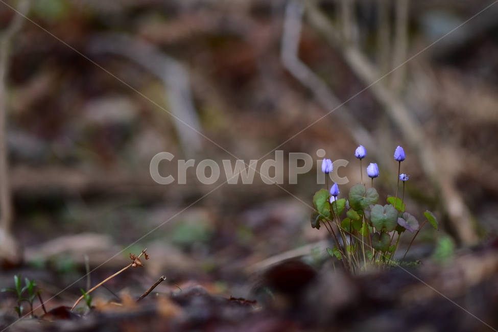 깽깽이풀,야생화,봄,꽃,풀꽃,자연,식물,식생,plants,nature,spring,season,flower