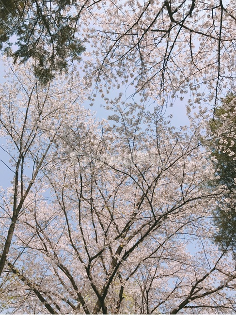 벚꽃,하늘,blossom,pink,sky,봄,계절,spring,season,식물,자연,plants,nature,나무,trees,wood,plant,tree,tree trunk,나무 줄기