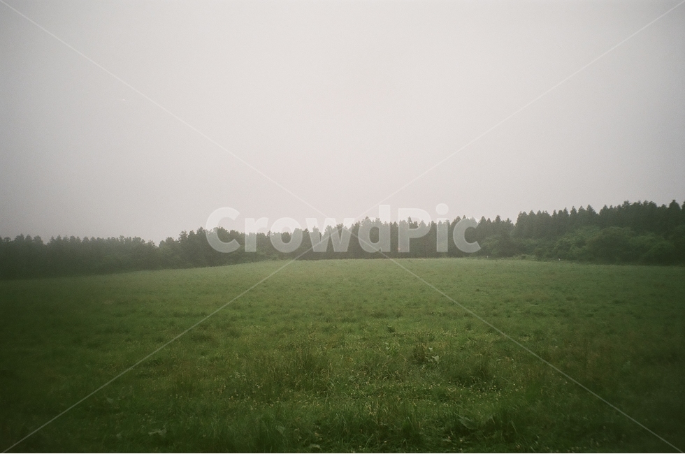들판,나무,숲,안개,잔디,초록색,흐린날,제주풍경,필름사진,자연,풍경,nature,landscape,weather,날씨,outdoors,옥외,field,들,grassland,목초지,fog
