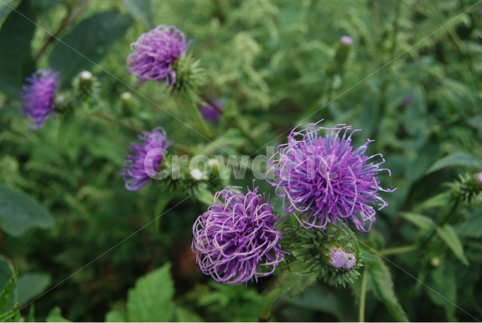 태기산,공원,들꽃,자연,탐방로,식물,자연,plants,nature,꽃,flower