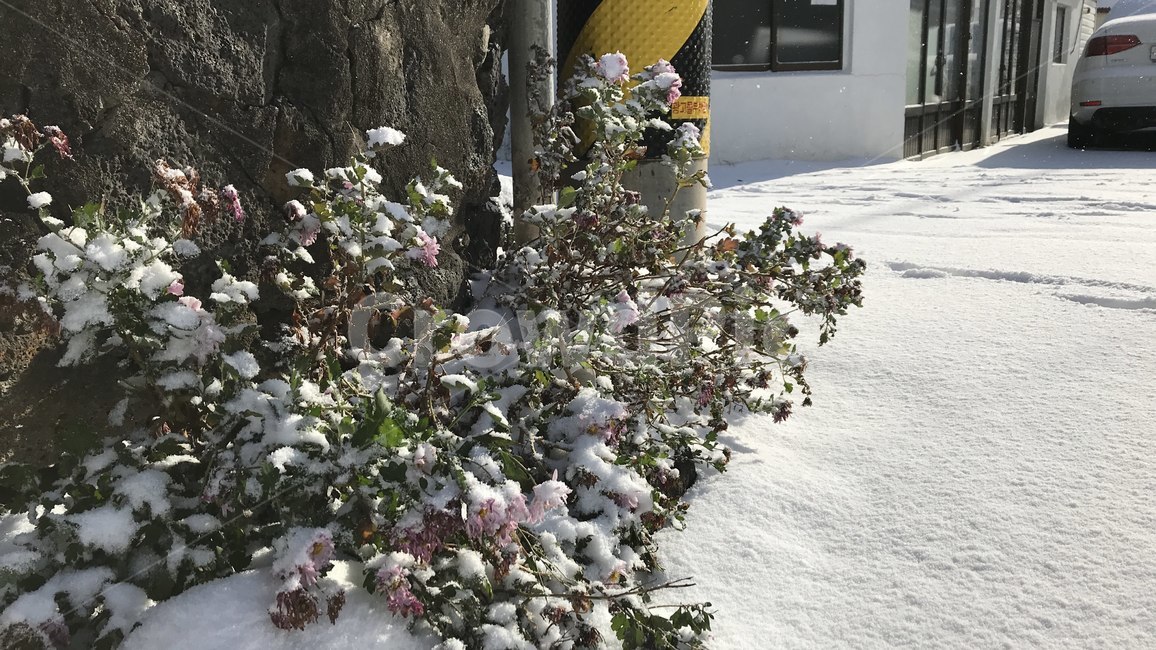 눈,눈꽃,폭설,길가,눈길,겨울,계절,winter,season