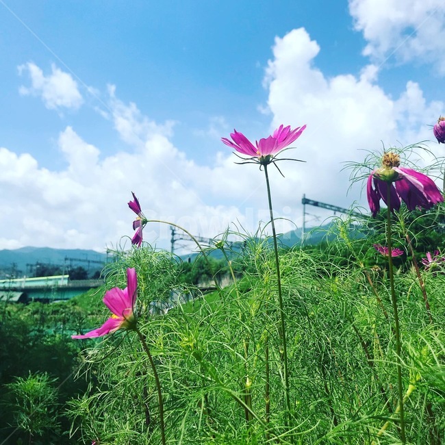 꽃,코스모스,분홍코스모스,분홍꽃,cosmos,flower