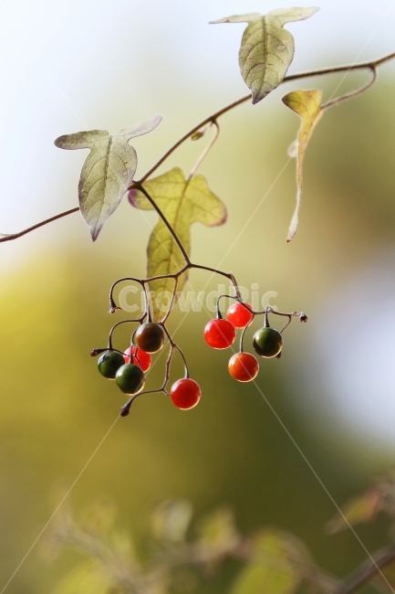 식물사진,자연사진,배풍등,열매사진,감성사진,가을사진,단풍사진,식물,자연,plants,nature,과일,열매,fruit,감성,sensible,feeling