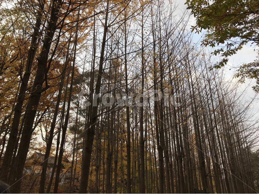 나무,가을,풍경,단풍,쭉뻗은,가을,계절,fall,autumn,season,자연,풍경,nature,landscape,식물,plants,나무,trees,wood,tree,plant