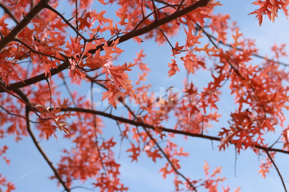 자연,풍경,나무,가을,하늘,가을,계절,fall,autumn,season,자연,풍경,nature,landscape,leaf,잎,plant,식물,tree,maple,단풍