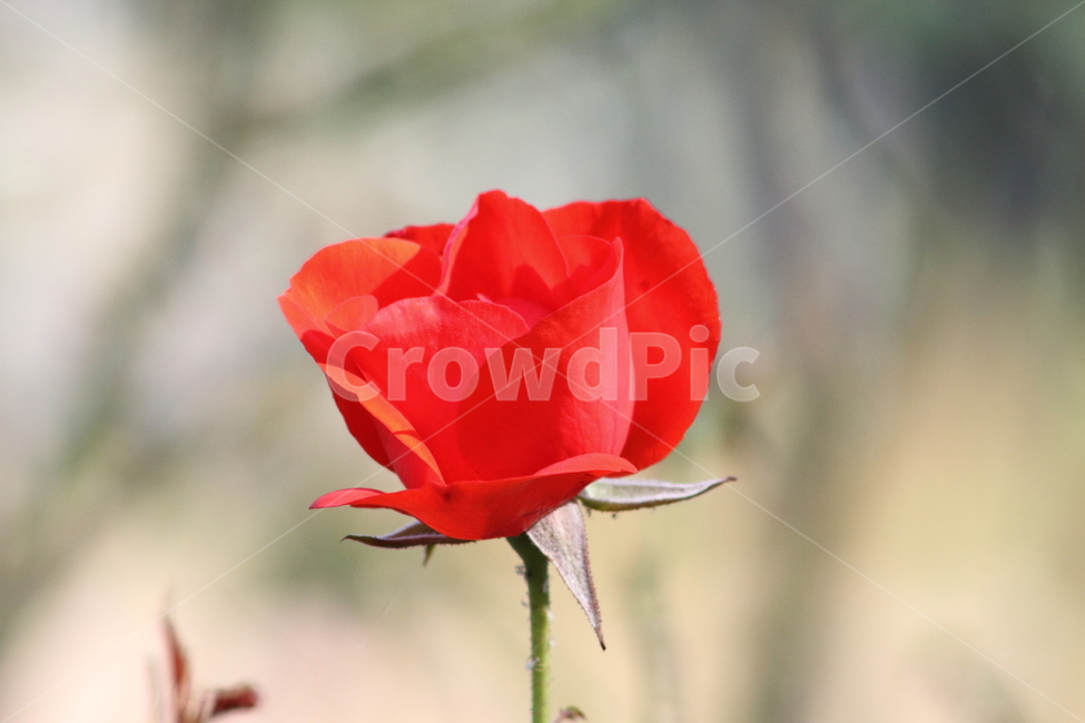 장미,꽃,식물,정원수,rose,식물,자연,plants,nature,꽃,flower