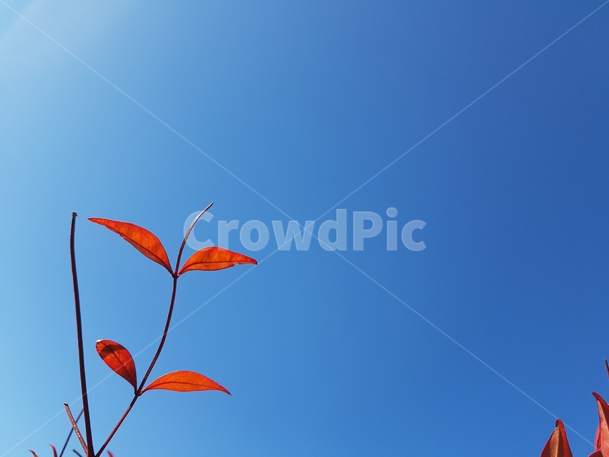 식물,plant,잎,남천,하늘,식물,자연,plants,nature