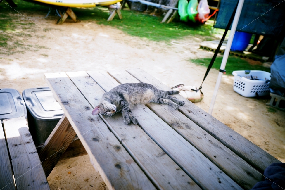 고양이,행복,낮잠,배부름,좋음,냥이,동물,animal,포유류,mammal,고양이,cat,kitten,kitty,휴식,힐링,rest,relaxation,healing