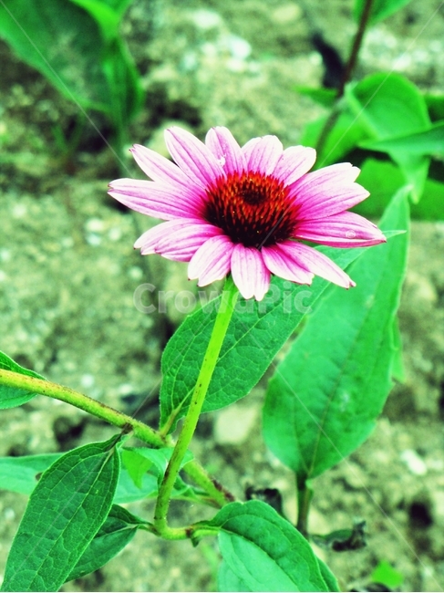 plant,식물,꽃,flowor,야생화