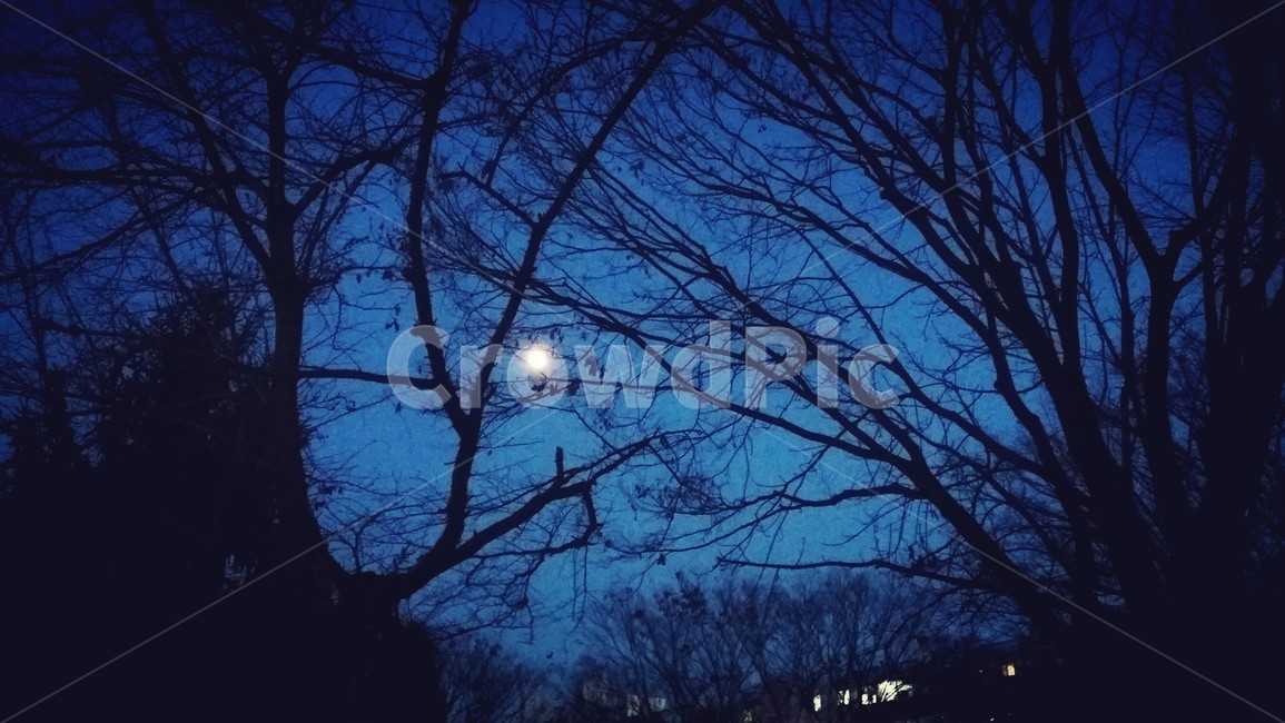 파란,어둠,달,푸르스름,나무,야경,밤,풍경,nightscape,night,landscape,nature,자연,outdoors,옥외