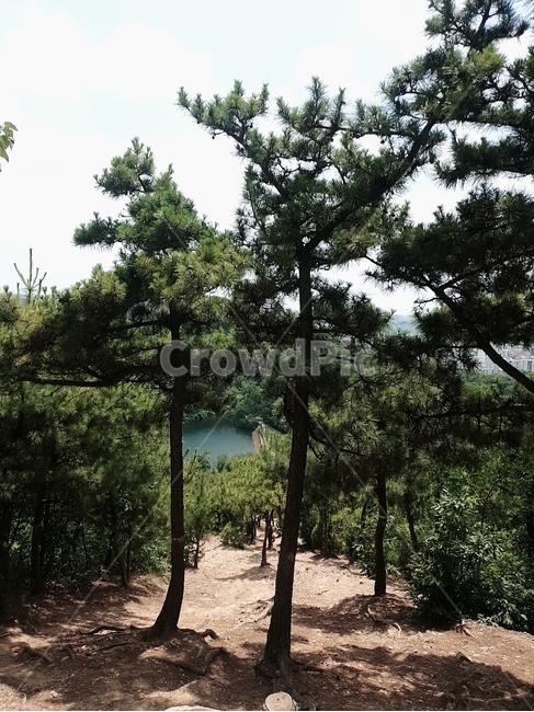 군산,월명산,자연,나무,경치,날씨밝음,날씨,그림자,구름,자연경관,숲