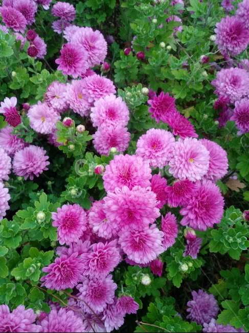 꽃,식물,국화,소국,plant,blossom,가을꽃,꽃,flower