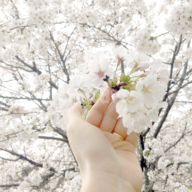 봄,꽃,벚꽃,계절,자연,식물,자연,plants,nature,꽃,flower