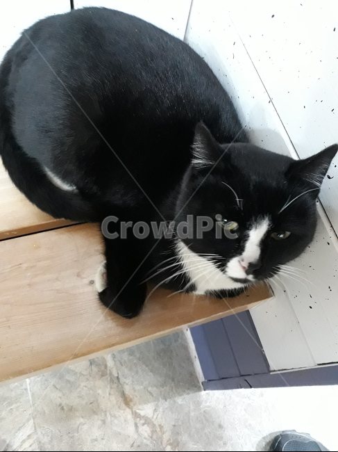 고양이,귀여운,동물,도도한,애완동물,동물,animal,포유류,mammal,고양이,cat,kitten,kitty