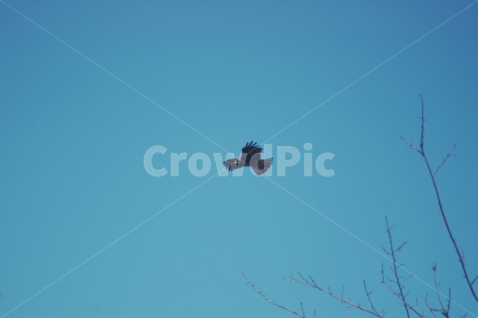 독수리,매,새,eagle,bird,하늘,sky,날개,wing,비상,비행,flight,파란,파란하늘,blue,파랑,동물,animal,조류,새,birds