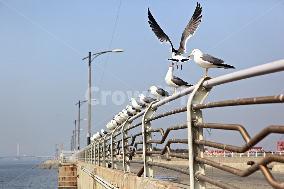 갈매기,새,조류,자연,풍경,배경,동물,animal,조류,새,birds